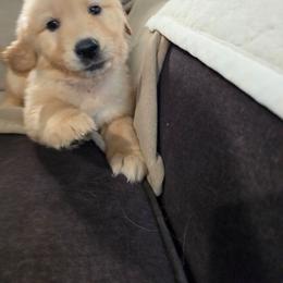 Girl 2 - Golden female Golden Retriever puppy in Greenbrier, Tennessee from Glambleberry Goldens