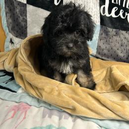 Kas - Black & tan female Maltipoo puppy in Clover, South Carolina from Cudi’s Buddies