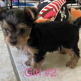 Yorkshire Terriers from Teddys Yorkies
