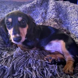 Delilah - Dachshund