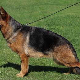 Cyrene - German Shepherd
