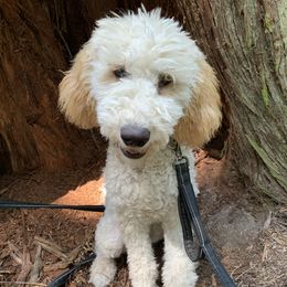 Nilla - Goldendoodle