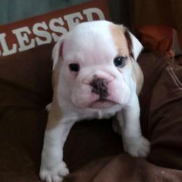 Grace - Red and white female Bulldog puppy in Arlington, Washington from Stout's Hunting Labs and trsbullies