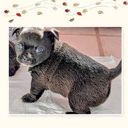 Dante - Chocolate and white male Chihuahua puppy in Leominster, Massachusetts from House of Lil  Paw