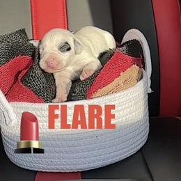 Flare - White and black female Dalmatian puppy in Des Moines, Iowa from Spot Splattered Dalmatians