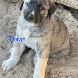 Deran - Brindle male Anatolian Shepherd Dog puppy in Avon Park, Florida from Sandy Pines Homestead