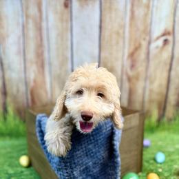 Raphael - Red male Bernedoodle puppy in Pennsylvania from Bernedoodle Bunch