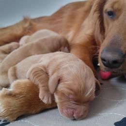 Golden Retriever Puppies from Origins Goldens
