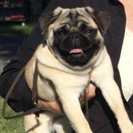 Pugs from Sharps Desert Pugs