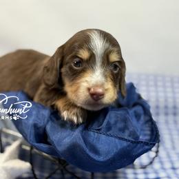 Chocolate Boy - Chocolate and cream male Dachshund puppy in Nashville, Arkansas from Whisenhunt Farms