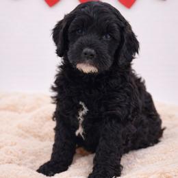Red - Sable male Goldendoodle puppy in Byron, Georgia from Southern Olive Doodles 🫒