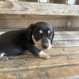 Leo - Black and cream male Dachshund puppy in Sallisaw, Oklahoma from Wild West Dachshunds