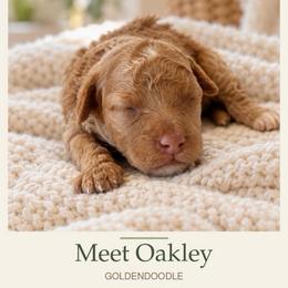 Oakley - Cream male Goldendoodle puppy in Millville, California from Hope Lane Kennels
