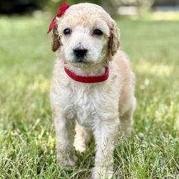 Miss Red Collar - Apricot female Poodle puppy in Screven, Georgia from Dreamland Standard Poodles