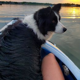 Border Collies from Shadow Hill Border Collies