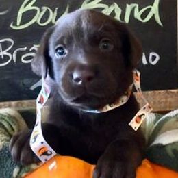 Labrador Retrievers from D and R Kennels, LLC