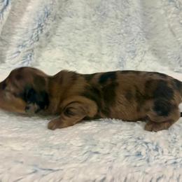 Red dapple - Red male Dachshund puppy in Ozark, Alabama from Honey Hill Dachshunds