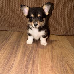 Obsidian - Black and tan female Pembroke Welsh Corgi puppy in Washington from Castle View Royal Rumps