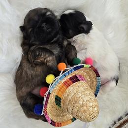 Shih Tzu Puppies from Shih Tzus of Gilbert