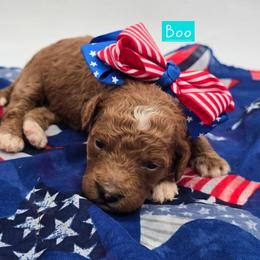 Boo - Red  female Goldendoodle puppy in Neillsville, Wisconsin from Granton Creek