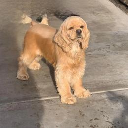 Bambi - Cocker Spaniel