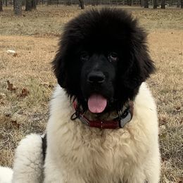 Assorted Doodle Crosses, Newfoundlands, Poodles, Saint Berdoodles, and Saint Bernards from Mammoth Doodles