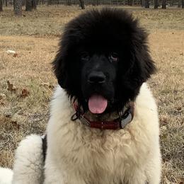 Assorted Doodle Crosses, Newfoundlands, Poodles, Saint Berdoodles, and Saint Bernards from Mammoth Doodles