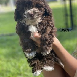 Boy 4 - Liver Shihpoo puppy in Sumter, South Carolina from Big mama’s pups