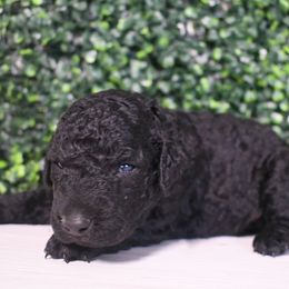 Violet - Black female Curly-Coated Retriever puppy in Venice, Florida from Seaside kennels