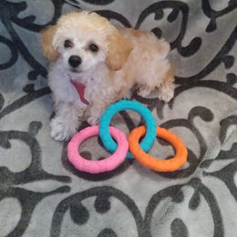 Poodle Puppies from Precious Poodle Babies