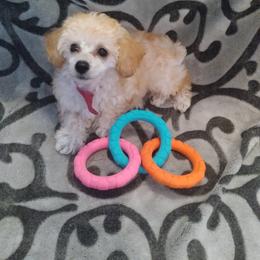 Poodle Puppies from Precious Poodle Babies