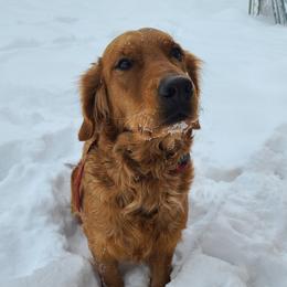 Mystic - Golden Retriever