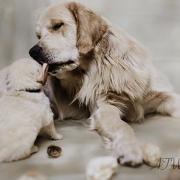 Benji - Golden Retriever