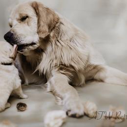 Benji - Golden Retriever