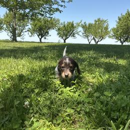 Dachshund Puppies from Monroe’s Hillcrest Dachshunds