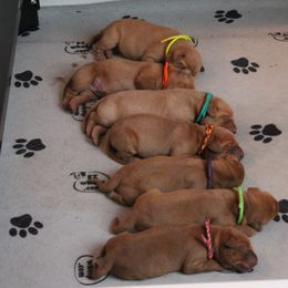 Labrador Retriever Puppies from Triple Creek Kennel