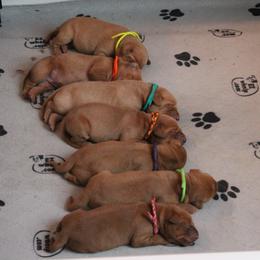Labrador Retriever Puppies from Triple Creek Kennel