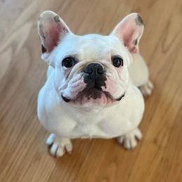 Dachshunds and French Bulldogs from Small Wonders Kennel, LLC