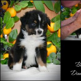 Dundee - Black tri-color male Australian Shepherd puppy in Ranger, Texas from Outback Mini Aussies