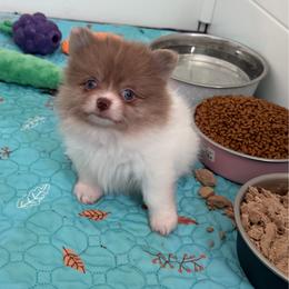 Esme - Chocolate merle female Pomeranian puppy in Newport Beach, California from Exotic City Pomeranians and chihuahuas