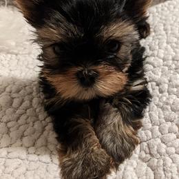 Maltese, Morkies, and Yorkshire Terriers from Little Luv's Yorkies and Maltese