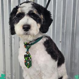 Beetlejuice - Parti male Poodle puppy in Payson, Utah from All Around Royalty & Royal Whisper Companions