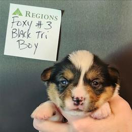 Foxy boy 3 - Black and tan male American Corgi puppy in Hampton, Tennessee from TC Farms Stock Dogs - Miniature Australian Shepherds