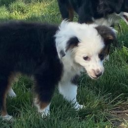 Australian Shepherd, Miniature Australian Shepherd, and Toy Australian Shepherd Puppies from Brushy Creek Aussies & Mini Aussies