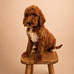 Black Color Male - Red  male Goldendoodle puppy in Loma Rica, California from BloomingPuppies