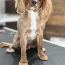 Charlie - Cavalier King Charles Spaniel