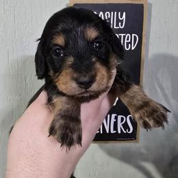 Colin - Black and tan male Dachshund puppy in Windom, Minnesota from Aster Creek Dachshunds & Australian Shepherds