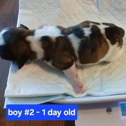 Shih Tzu Puppies from 2 Sons & 4 Paws Puppies