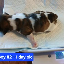 Shih Tzu Puppies from 2 Sons & 4 Paws Puppies