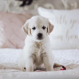 Golden Retriever Puppies from Grace Golden Retrievers
